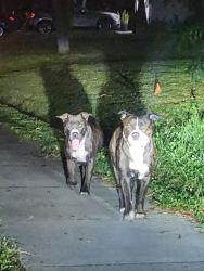 Found/Stray Unknown Dog last seen Saints Golf Course, Port St. Lucie, FL 34952