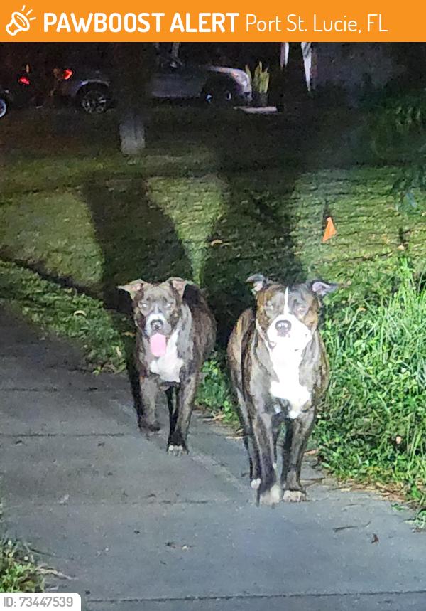Found/Stray Unknown Dog last seen Saints Golf Course, Port St. Lucie, FL 34952