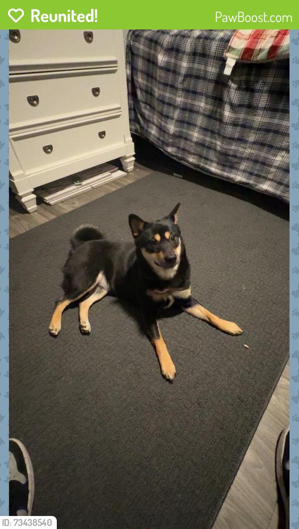 Reunited Female Dog last seen Douglas Ave between Palisade Ave and Park Ave, Yonkers, NY 10703