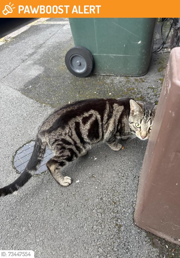 Found/Stray Male Cat last seen Charter hse club, West Midlands, England CV1 2BW