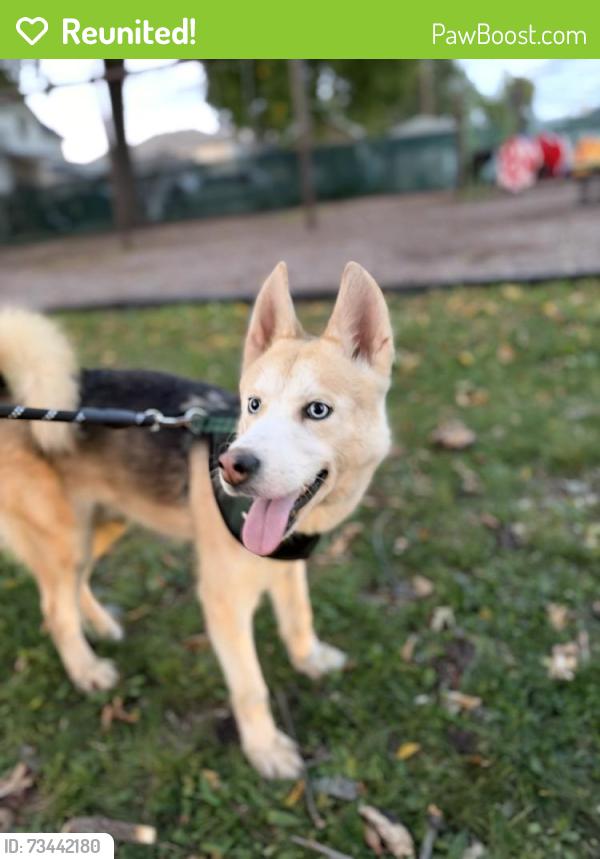 Reunited Male Dog last seen Roselle, NJ 07036, USA, Roselle, NJ 07203