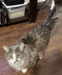 Reunited Female Cat last seen Hamby Drive, Greenville, SC 29607