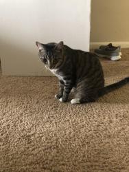 Lost Female Cat last seen Newport Colony apmts, Casselberry, FL 32707
