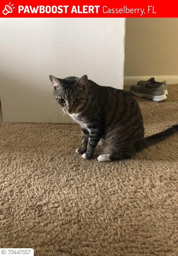 Lost Female Cat last seen Newport Colony apmts, Casselberry, FL 32707