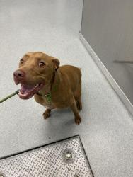 Shelter Stray Male Dog last seen Near, 5001 E Raymond St, Indianapolis, IN 46203, USA