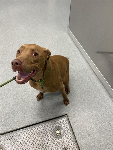 Shelter Stray Male Dog last seen Near, 5001 E Raymond St, Indianapolis, IN 46203, USA