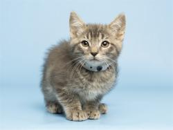 Shelter Stray Male Cat last seen Near BLOCK W WINDSOR AVE, 5501 E Van Buren St, Phoenix, AZ 85008, USA