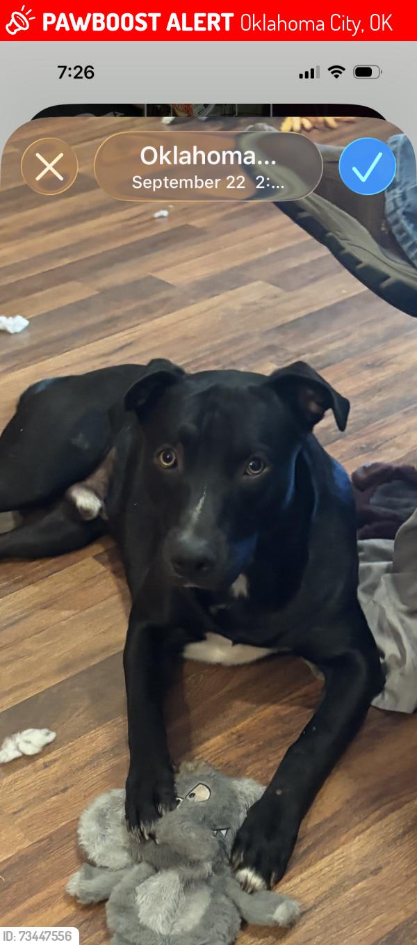 Lost Male Dog last seen 19th and Ann Arbor, Oklahoma City, OK 73127