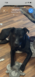 Lost Male Dog last seen 19th and Ann Arbor, Oklahoma City, OK 73127