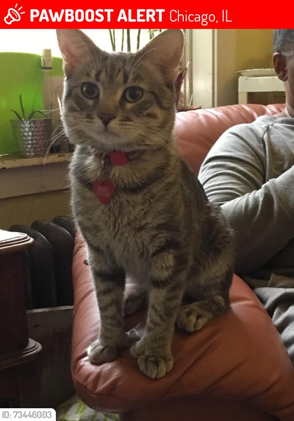 Lost Male Cat last seen 16th and Kedzie, North Lawndale neighborhood, Chicago, IL 60623