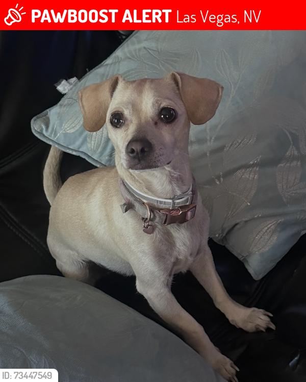 Lost Female Dog last seen N Lake Mead Blvd & N Lamb Blvd, Las Vegas, NV 89110