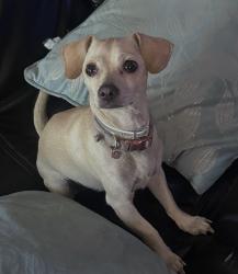 Lost Female Dog last seen N Lake Mead Blvd & N Lamb Blvd, Las Vegas, NV 89110