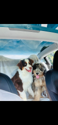 Lost Unknown Dog last seen E Naomi st in Randleman, Randleman, NC 27317