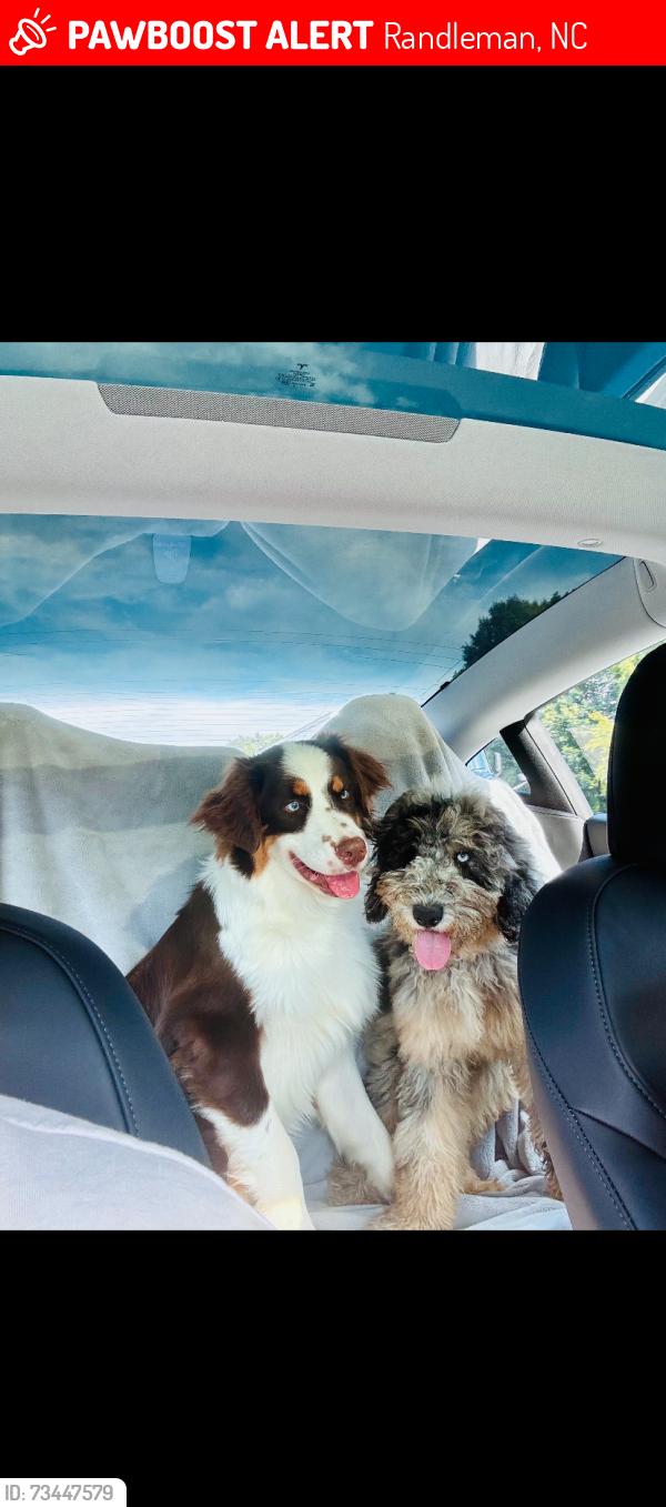 Lost Unknown Dog last seen E Naomi st in Randleman, Randleman, NC 27317