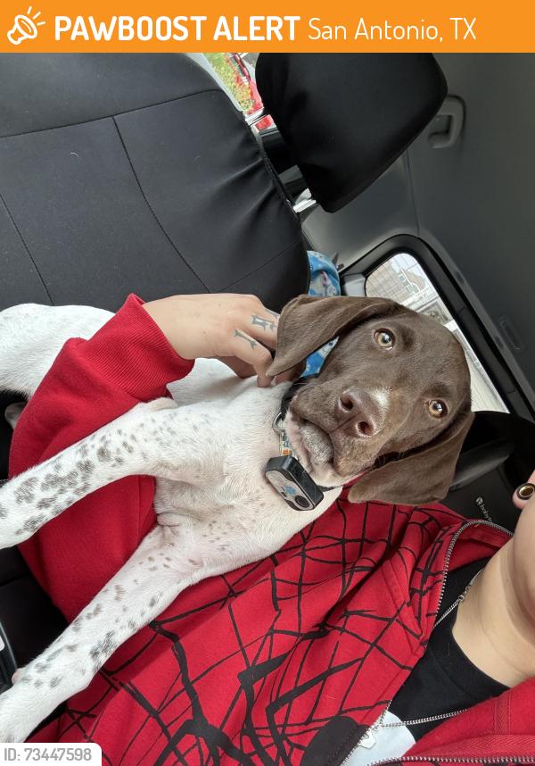 Found/Stray Male Dog last seen On pue and southernsun, San Antonio, TX 78245