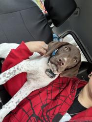 Found/Stray Male Dog last seen On pue and southernsun, San Antonio, TX 78245