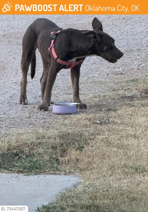Found/Stray Unknown Dog last seen 74th and s hiwassee rd, Oklahoma City, OK 73150