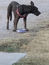 Found/Stray Unknown Dog last seen 74th and s hiwassee rd, Oklahoma City, OK 73150