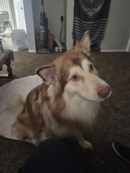 Lost Male Dog last seen Ring, Keizer, OR 97303