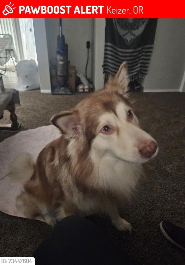 Lost Male Dog last seen Ring, Keizer, OR 97303