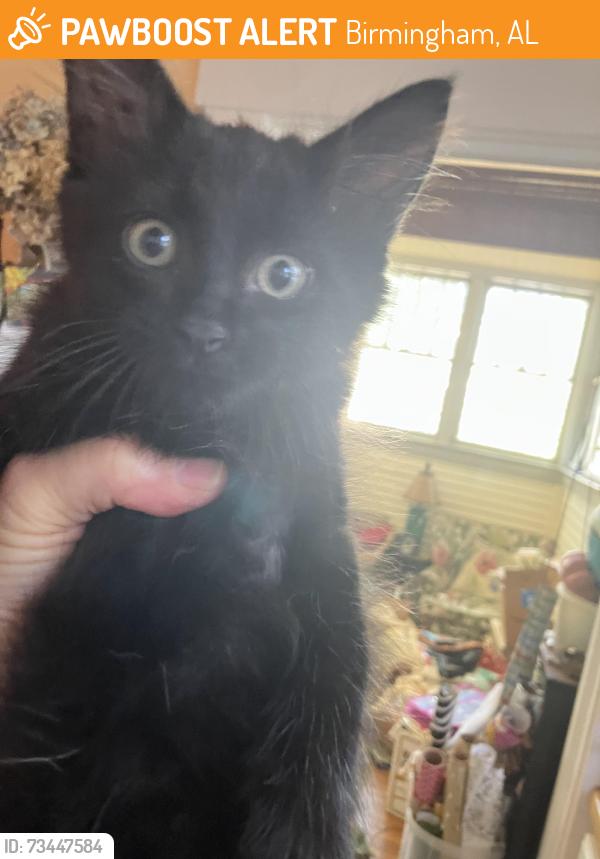 Found/Stray Male Cat last seen Alley near 54th Street South between 7th Avenue and 7th Court South, Birmingham, AL 35212