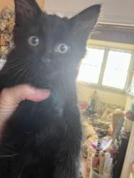 Found/Stray Male Cat last seen Alley near 54th Street South between 7th Avenue and 7th Court South, Birmingham, AL 35212
