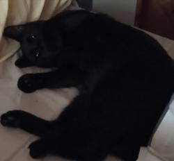 Lost Male Cat last seen St johns street and walden, Palm Bay, FL 32909