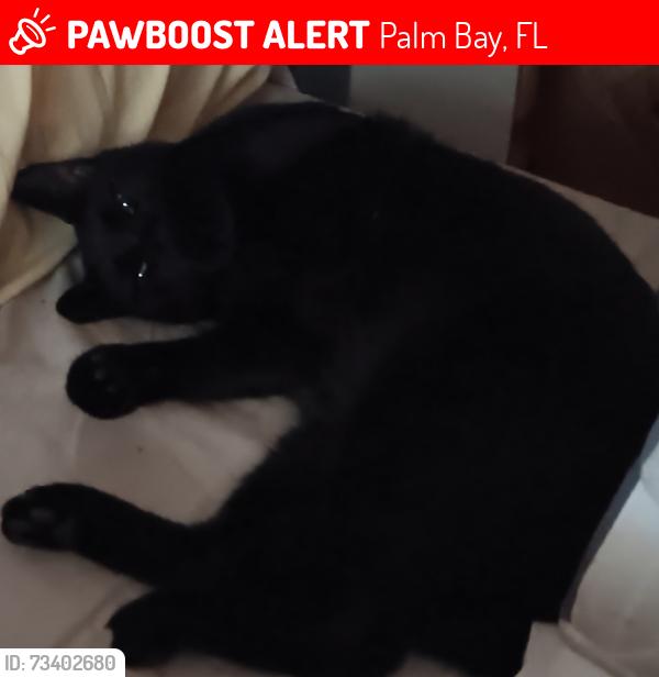 Lost Male Cat last seen St johns street and walden, Palm Bay, FL 32909