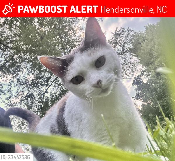Lost Female Cat last seen Morningside ln Condominiums, Chimney rock rd, Hendersonville, NC 28792