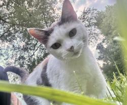 Lost Female Cat last seen Morningside ln Condominiums, Chimney rock rd, Hendersonville, NC 28792