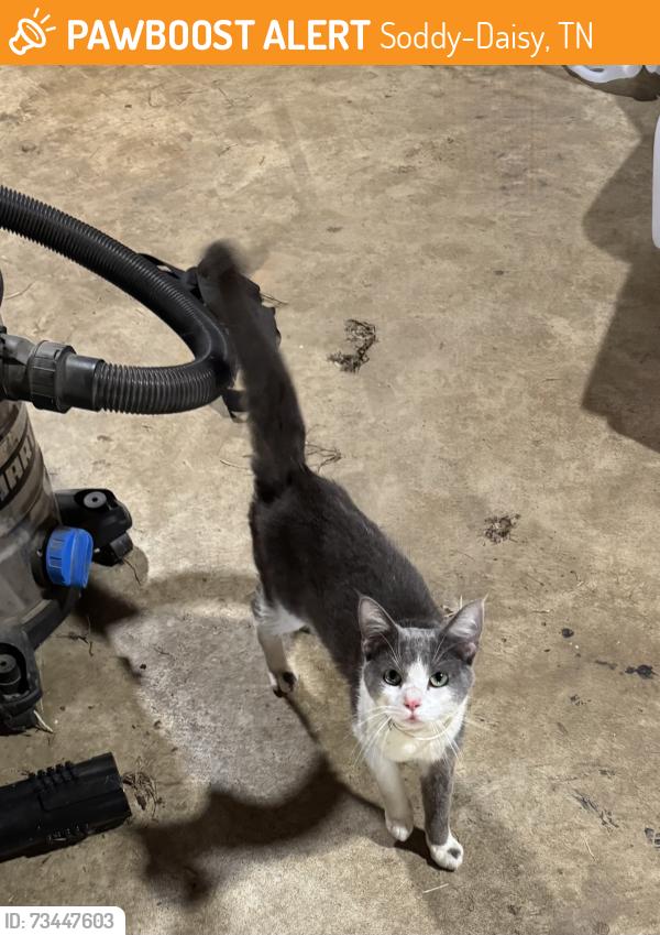 Found/Stray Male Cat last seen Jones Gap Road, Soddy-Daisy, TN 37379