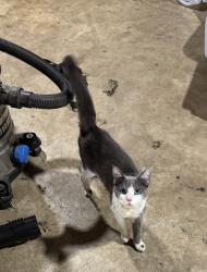 Found/Stray Male Cat last seen Jones Gap Road, Soddy-Daisy, TN 37379
