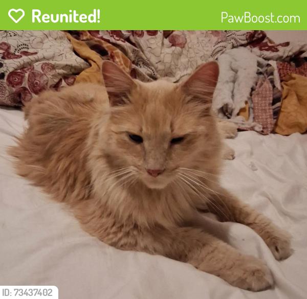 Reunited Unknown Cat last seen Geneva Dr and Manchester Drive in Geneva East Subdivision, Geneva, IL 60134