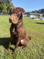 Found/Stray Male Dog last seen All I know if he was found on new Bern highway, Maysville, NC 28555