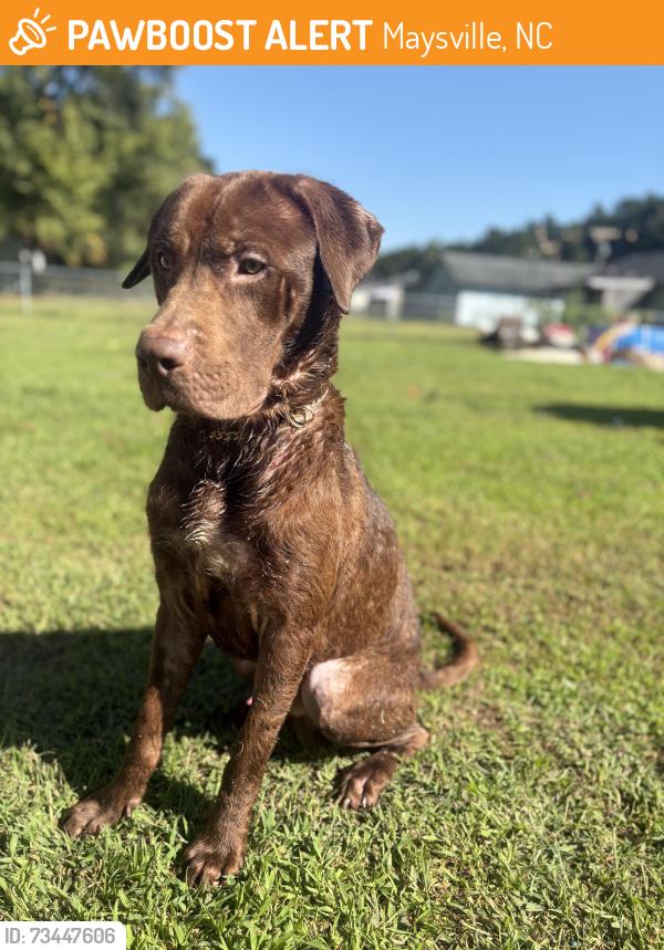 Found/Stray Male Dog last seen All I know if he was found on new Bern highway, Maysville, NC 28555