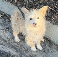 Found/Stray Unknown Dog last seen Perris Blvd and Ironwood, Moreno Valley, CA 92557