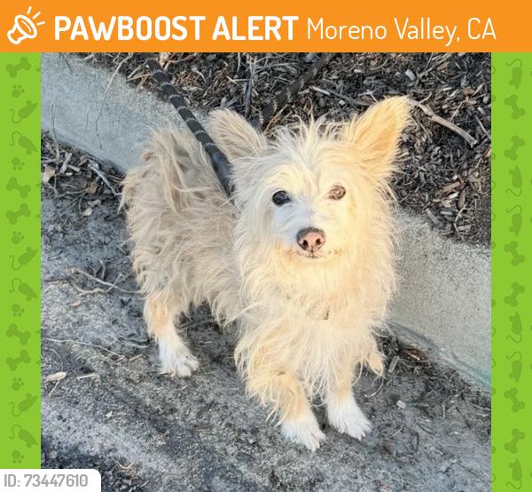 Found/Stray Unknown Dog last seen Perris Blvd and Ironwood, Moreno Valley, CA 92557