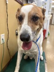 Shelter Stray Male Dog last seen Near Shallow Bend Dr, Desoto, TX, 1150 E Pleasant Run Rd, Cedar Hill, TX 75104, USA