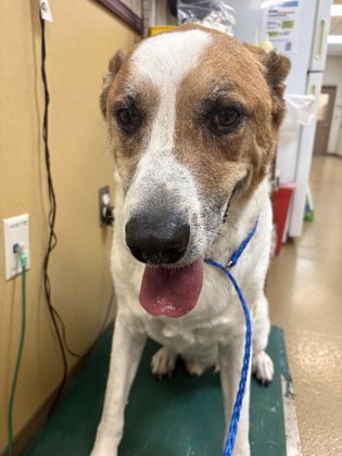 Shelter Stray Male Dog last seen Near Shallow Bend Dr, Desoto, TX, 1150 E Pleasant Run Rd, Cedar Hill, TX 75104, USA