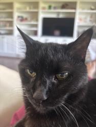 Lost Male Cat last seen Lennox Ave NE, Wales Rd, Coventry, Massillon, OH 44646