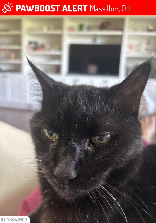 Lost Male Cat last seen Lennox Ave NE, Wales Rd, Coventry, Massillon, OH 44646