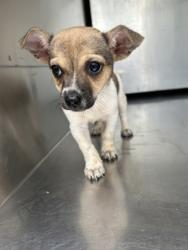 Shelter Stray Male Dog last seen Near BROOKLAND AVE, West District, TX, 355 Hillshire Dr, Haslet, TX 76052, USA