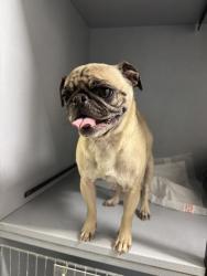 Shelter Stray Female Dog last seen Kingsman St and dalewood, Zone 4, TX, 8755 Farm to Market 1516, Converse, TX 78109, USA
