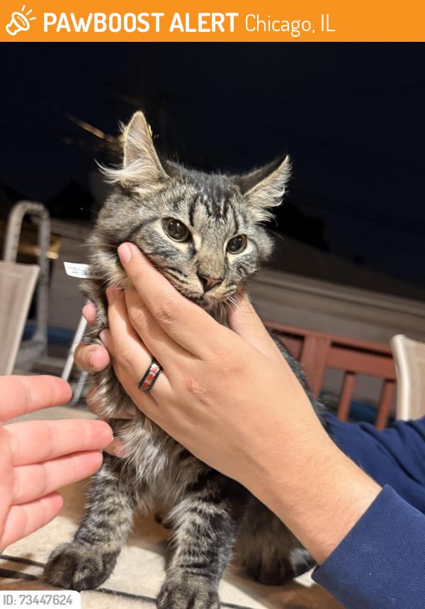 Found/Stray Male Cat last seen Close to the hip, Chicago, IL 60634