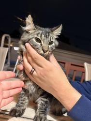 Found/Stray Male Cat last seen Close to the hip, Chicago, IL 60634