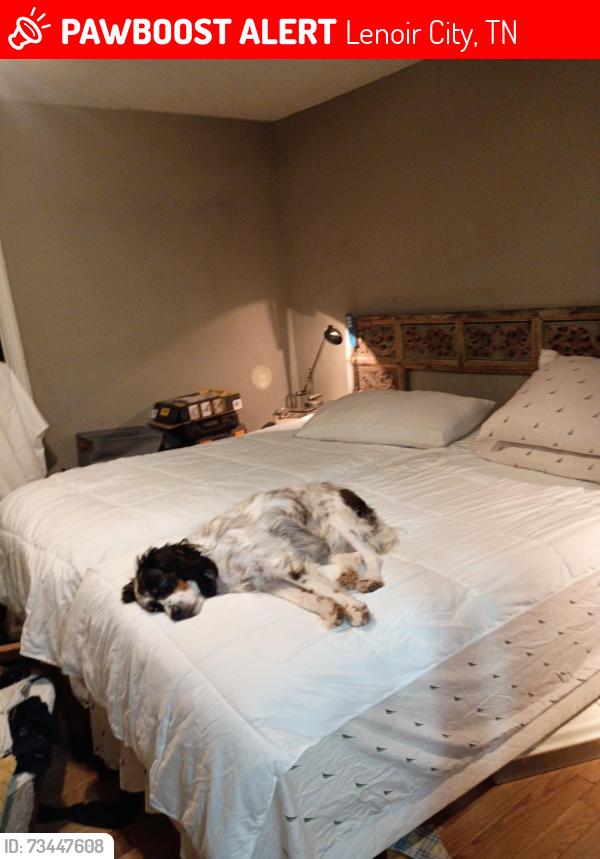 Lost Female Dog last seen Davis rd, Lenoir City, TN 37771