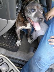Lost Male Dog last seen Connelly Springs, East Burke high school, Connelly Springs, NC 28612