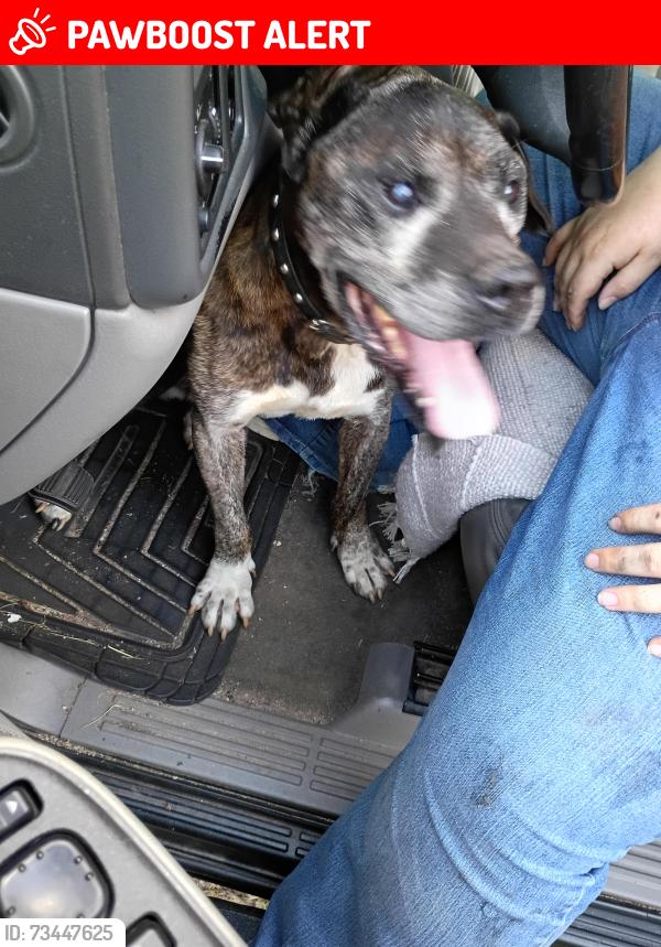 Lost Male Dog last seen Connelly Springs, East Burke high school, Connelly Springs, NC 28612