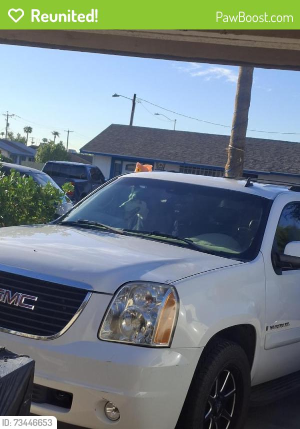 Reunited Male Dog last seen 8102w earll dr phoneix arizona 85033/ last seen in earll, Phoenix, AZ 85033