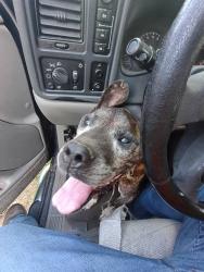 Lost Male Dog last seen East Burke High School, Connelly Springs, NC 28612